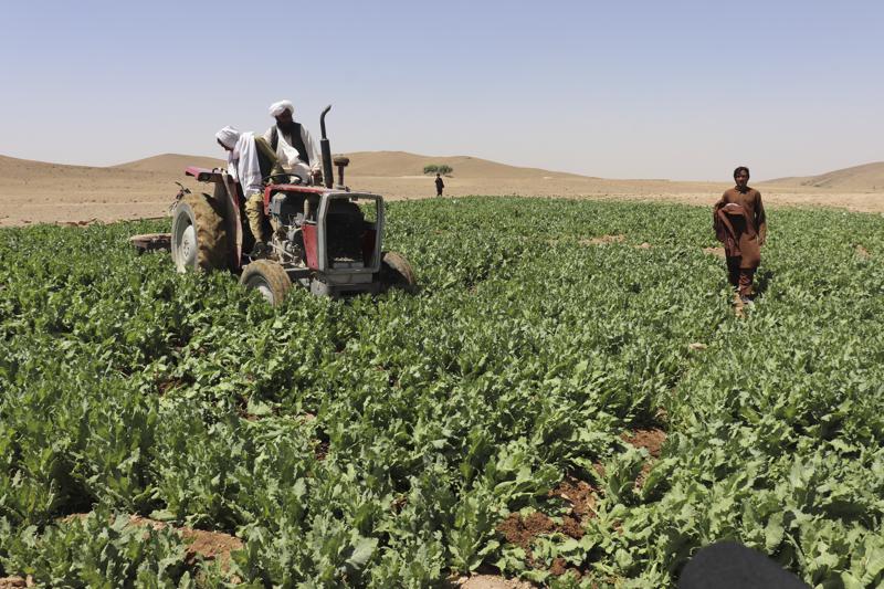 Afghan Taliban launch campaign to eradicate poppy crop
